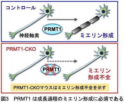 project2_ Argメチル化
